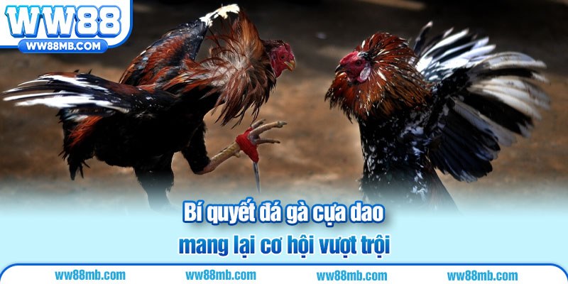 Bí quyết đá gà cựa dao mang lại cơ hội vượt trội