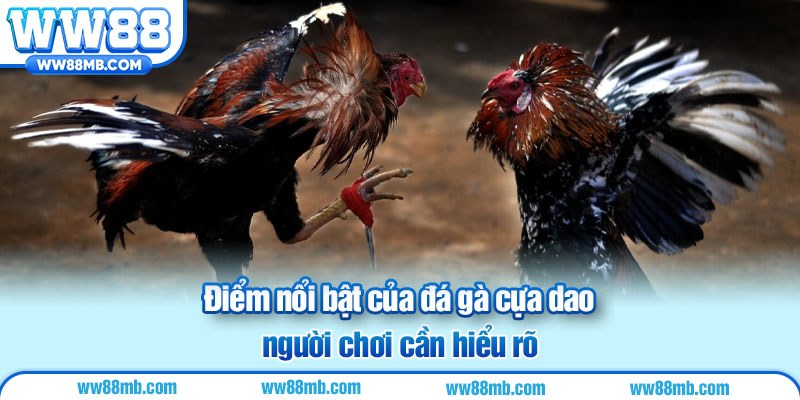 Điểm nổi bật của đá gà cựa dao người chơi cần hiểu rõ