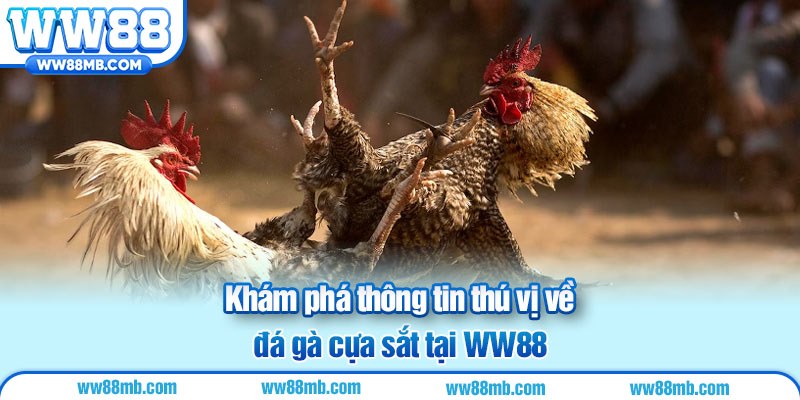 Khám phá thông tin thú vị về đá gà cựa sắt tại WW88