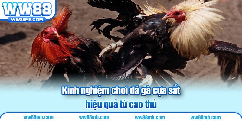 Kinh nghiệm chơi đá gà cựa sắt hiệu quả từ cao thủ