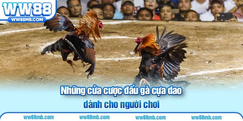 Những cửa cược đấu gà cựa dao dành cho người chơi